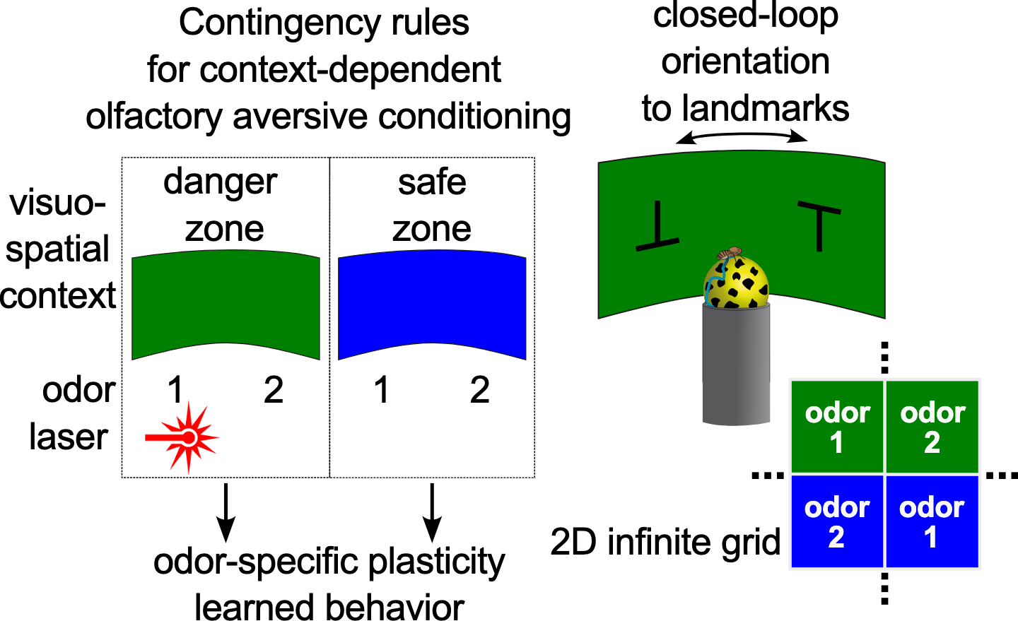 Paradigm diagram: a contingency table pairing two odours with a green danger panorama and a blue safe panorama, a fly walking on a ball inside a closed-loop visual arena, and a 2D grid of alternating odour patches.